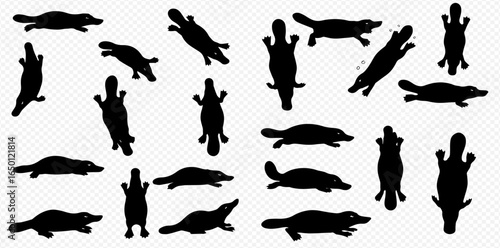 A collection of black platypus silhouettes in various dynamic poses, including swimming and standing, isolated on a transparent background.
