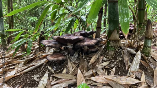 Dark Brown Mushrooms Among Bamboo in the Rain