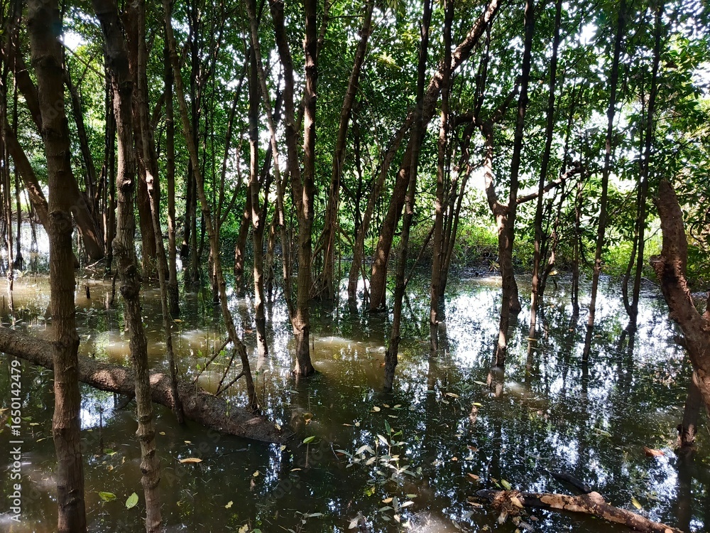 Fototapeta premium trees in the water