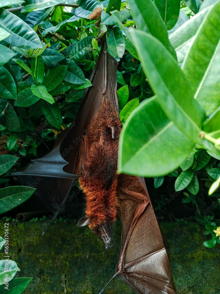 Obraz premium Large fruit bat (flying fox) with reddish-brown fur hanging upside down on a green tropical tree. Perfect for wildlife, nocturnal mammals, tropical ecosystems, and nature photography themes.