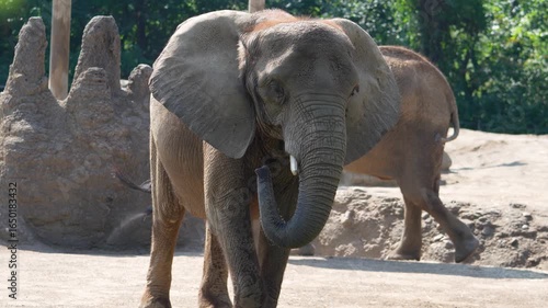 Elephants interacting in a natural habitat with lush greenery surrounds during a sunny afternoon