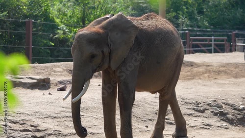 Elephant strolls through natural habitat at wildlife sanctuary during sunny afternoon
