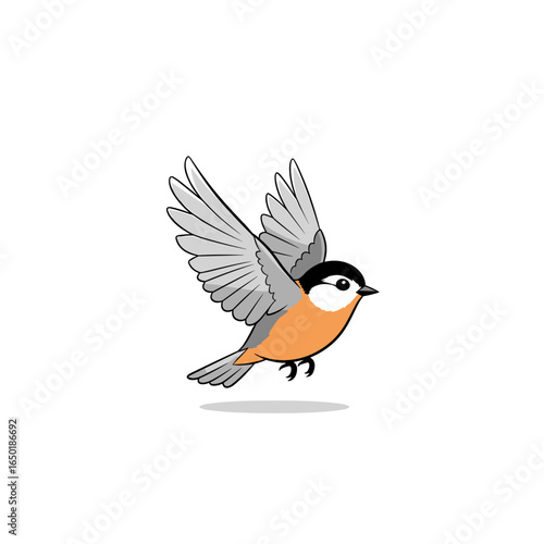 Adorable little bird with orange chest flying gracefully against white background