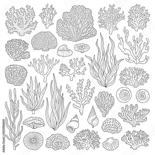 Collection of hand drawn marine life illustrations for educational purposes