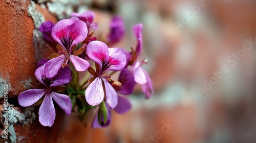 Purple Flowers Against A Brick Wall
