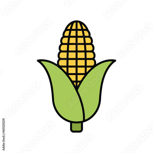 Fresh corn cob vector illustration healthy food organic produce farm harvest summer vegetable