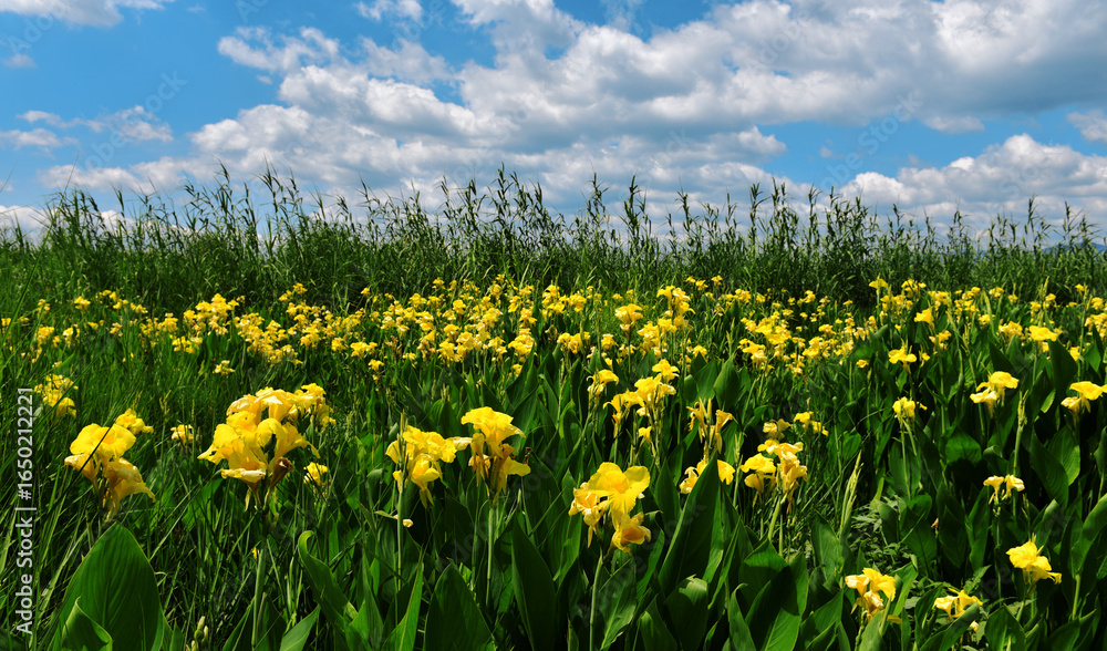 Fototapeta premium Vibrant Plants And Flowers Under Blue Sky With White Clouds In Nature