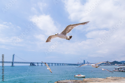 Canvas Print Seagulls Soaring Over Dalian Xinghai Bay Coastal Skyline At Sunrise