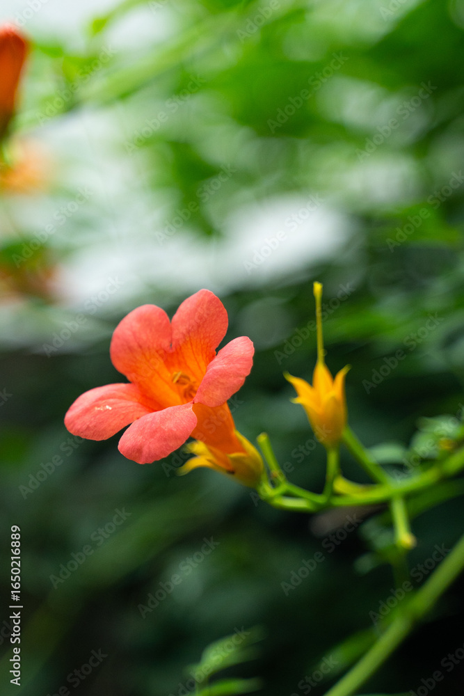 Fototapeta premium Close Up Crisp Yellow Trumpet Vine Flowers In Peak Summer Bloom Photo
