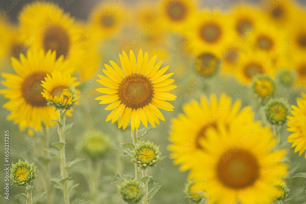 Fototapeta premium 美しい満開のひまわり畑