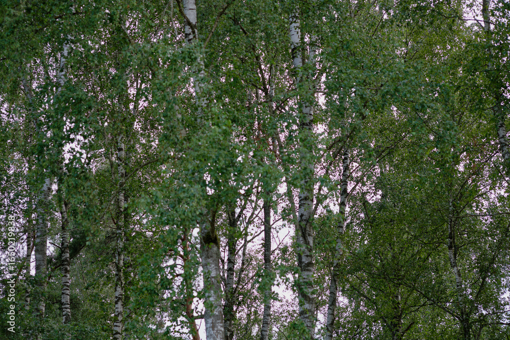 Fototapeta premium Birch trees create a lush green canopy in a serene forest during late afternoon hours in summer