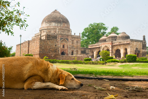 Bild auf Leinwand Cute dog in Lodi Gardens in New Delhi, India