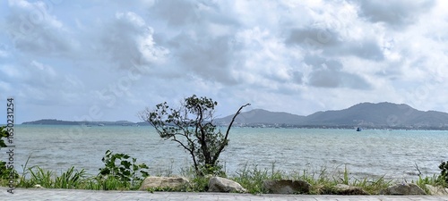 Wallpaper Mural Mangrove trees growing along the coast help protect against erosion by sea waves. Torontodigital.ca