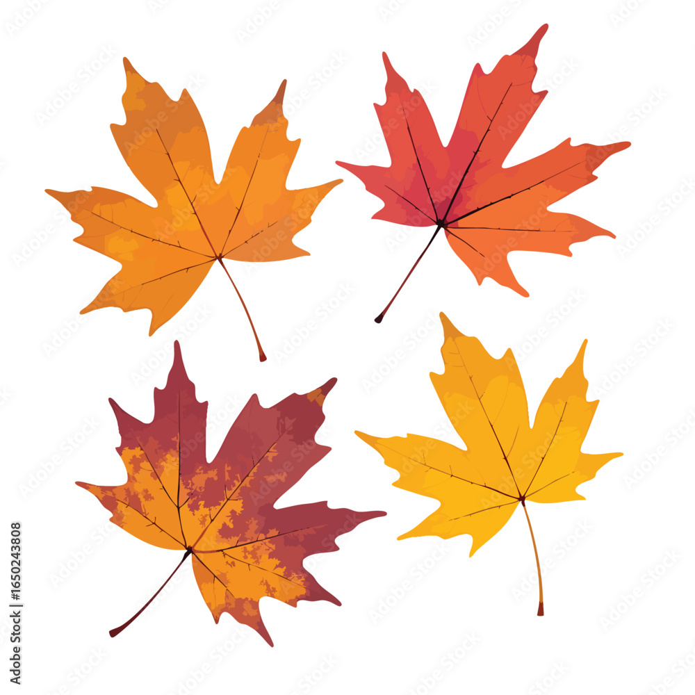 Fototapeta premium Four maple leaves are shown in autumn shades of red, orange, and yellow, isolated on a white backdrop Great for seasonal design and backgrounds.