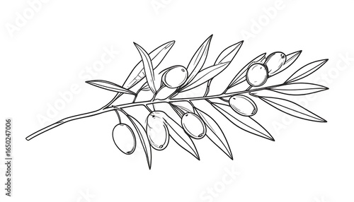 Olive branch drawing