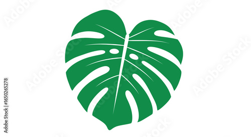 A single, vibrant green Monstera leaf with distinct splits and holes, isolated on a clean white background.