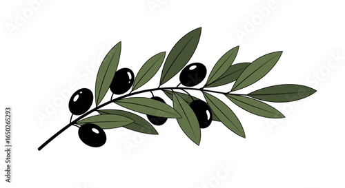 Illustration of an olive branch with dark olives and green leaves against a white background.