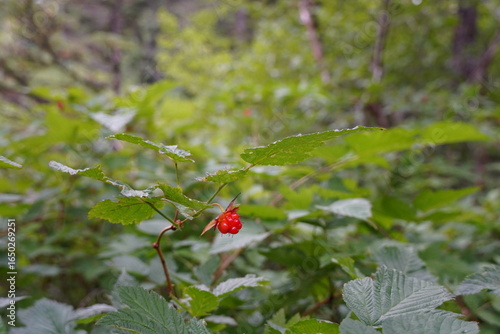 Salmon Berry native to Alaska 
