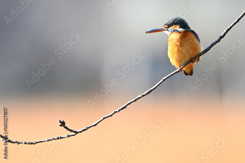 Canvas Print Common Kingfisher (Alcedo atthis) Perched on Branch in Tokyo, Japan
