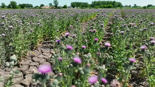 Purple thistle field with cracked earth