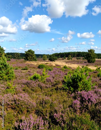 Open field of purple flowers under a blue sky