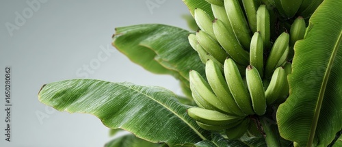 High-quality photorealistic image of tropical banana cluster with complete hand and drooping bloom, perfect for global fruit trade, export business, and organic agriculture concept visuals.
