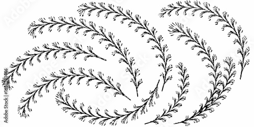 Vector botanical illustration featuring multiple sprigs of a delicate plant with small leaves in a pattern design