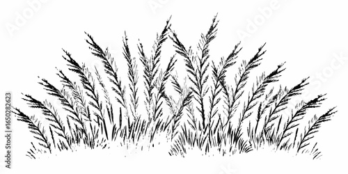 Vector a black and white illustration of a dense patch of tall grass with feathery plumes in a natural setting