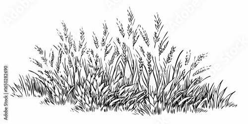 Vector illustration of a dense patch of tall grass with seed heads in a hand drawn black and white style