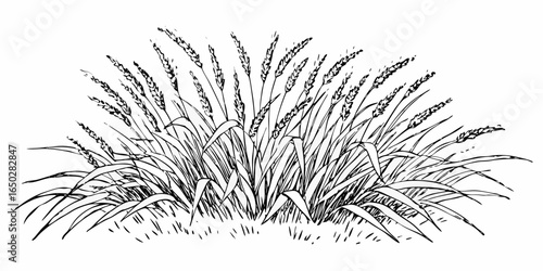 Vector illustration of a patch of tall grass with seed heads in a black and white sketch style drawing art