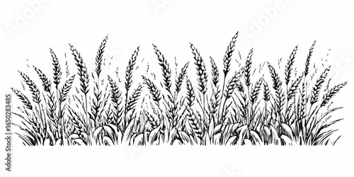 Vector a detailed monochrome illustration of a field of wheat with intricate linework and varying heights of stalks