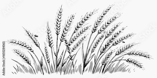 Vector illustration of wheat stalks and grass with detailed line work in black and white on a white background