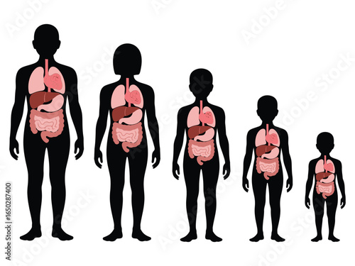 Human silhouettes showing internal organs at various stages of growth and development