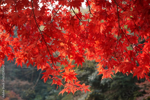 red maple leaves