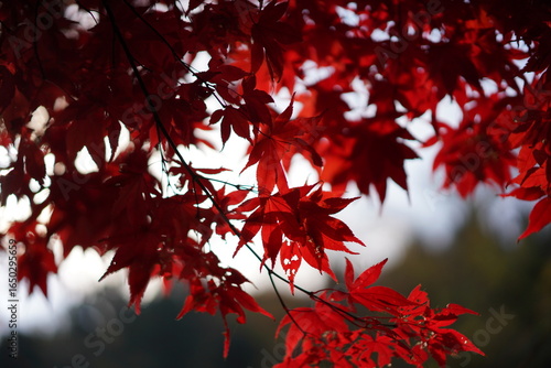 red maple leaves