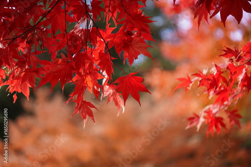 red maple leaves