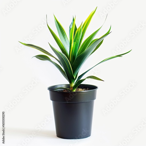 Wallpaper Mural Potted plant with variegated leaves Torontodigital.ca