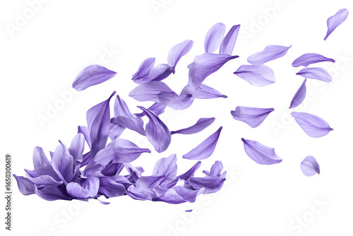 Fototapeta Naklejka Na Ścianę i Meble -  Beautiful lavender flower petals are floating in the air