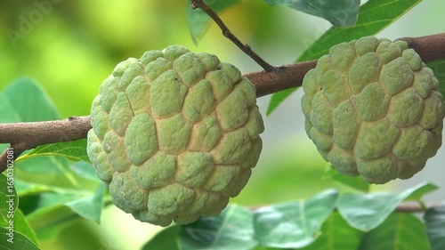 Close-up sugar apple in the garden