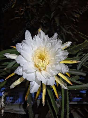Pitahaya flower