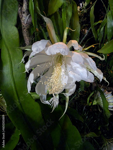 Epiphyllum oxypetalum, Flor dama de la noche