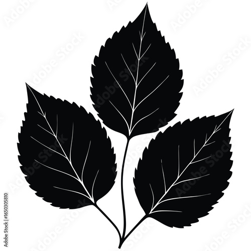 Collection of beech tree leaf silhouettes in various styles
