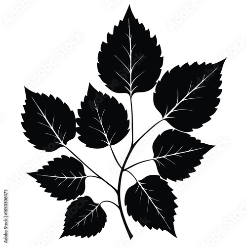 Collection of beech tree leaf silhouettes for design