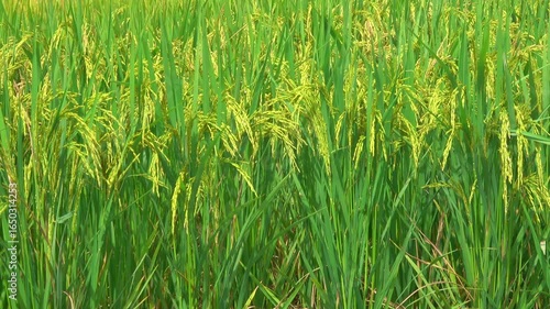 Close-up rice swaying in the rice field