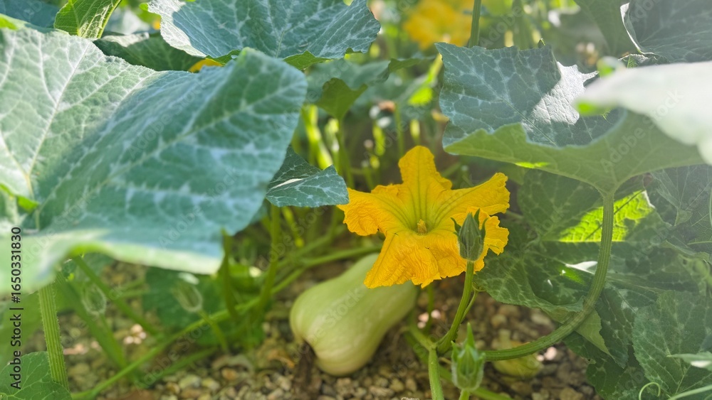 Fototapeta premium Pumpkin Plant with Growing Fruit and Vibrant Orange Blossom in Focus.