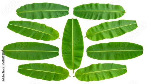 Banana leaves arranged symmetrically