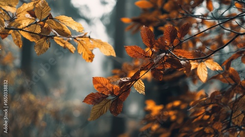 leaves in autumn forest no logos no brands ar 169