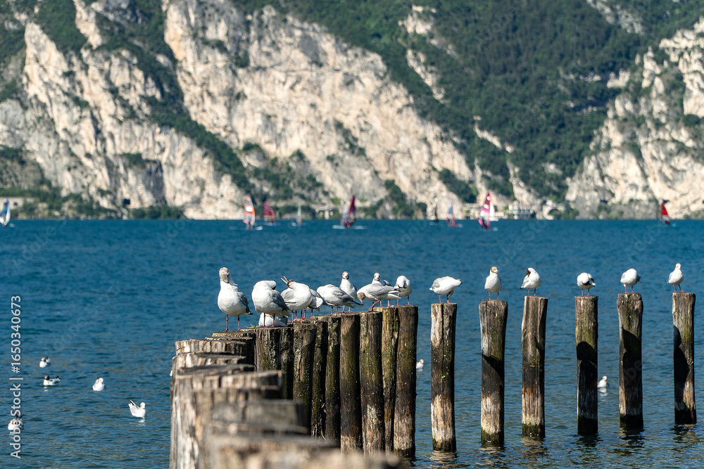 custom made wallpaper toronto digitalJezioro Garda 