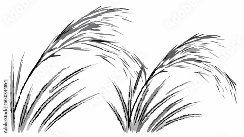 Vector illustration of two clumps of pampas grass with feathery plumes in a black and white drawing style