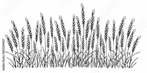 Vector illustration of a field of wheat or grain stalks in a black and white hand drawn sketch style design